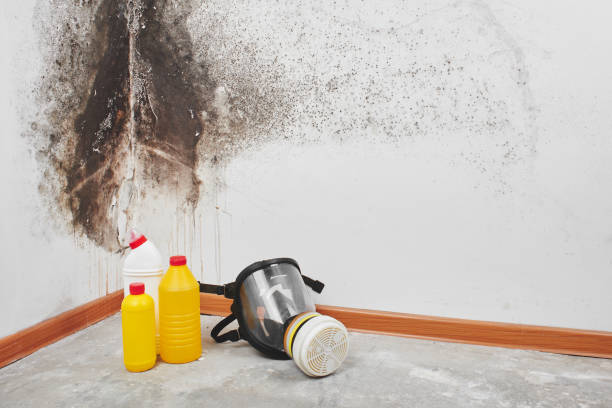 Best Black Mold Remediation in South Creek, WA