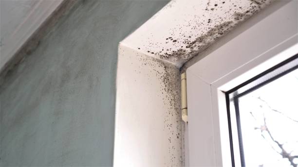 South Creek, WA Mold Remediation Company