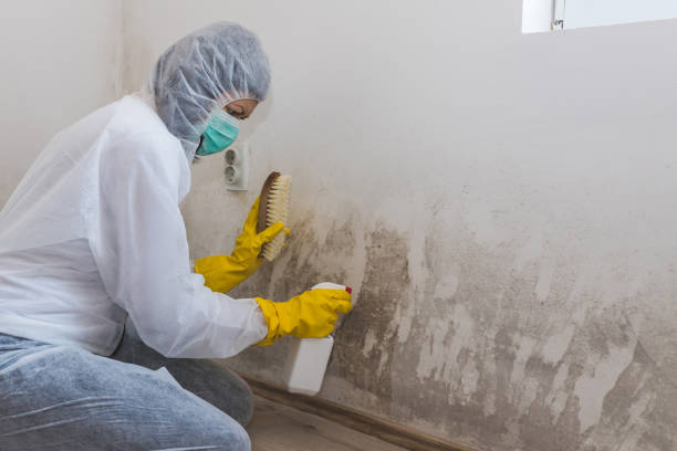 Best Basement Mold Remediation in South Creek, WA