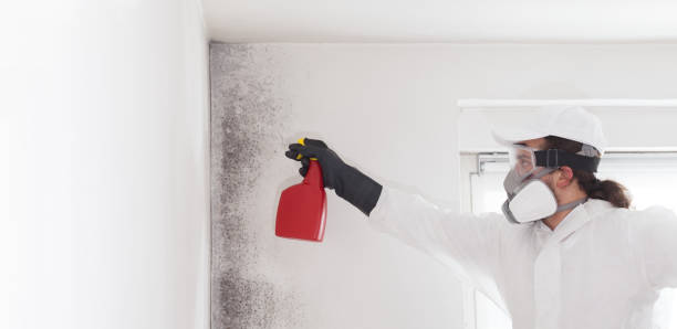 Best Basement Mold Remediation in South Creek, WA
