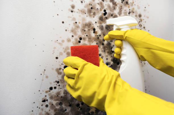 Best Residential Mold Remediation in South Creek, WA