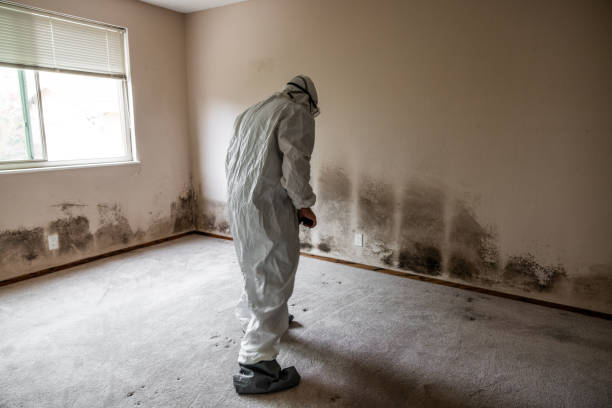 Best Post-Flood Mold Remediation in South Creek, WA