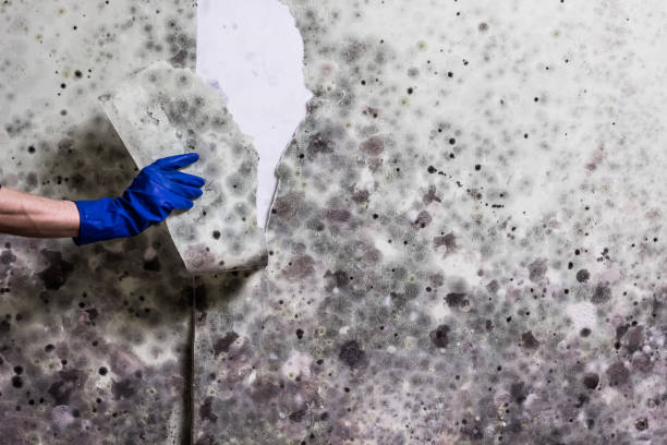 Best Crawl Space Mold Remediation in South Creek, WA
